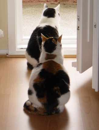 Millie und Pebbles halten Ausschau